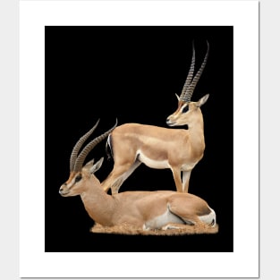 Grant´s Gazelle - Antelope - Kenya / Africa Posters and Art